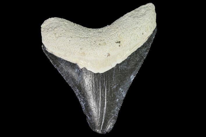 Serrated, Fossil Megalodon Tooth - Florida #110448